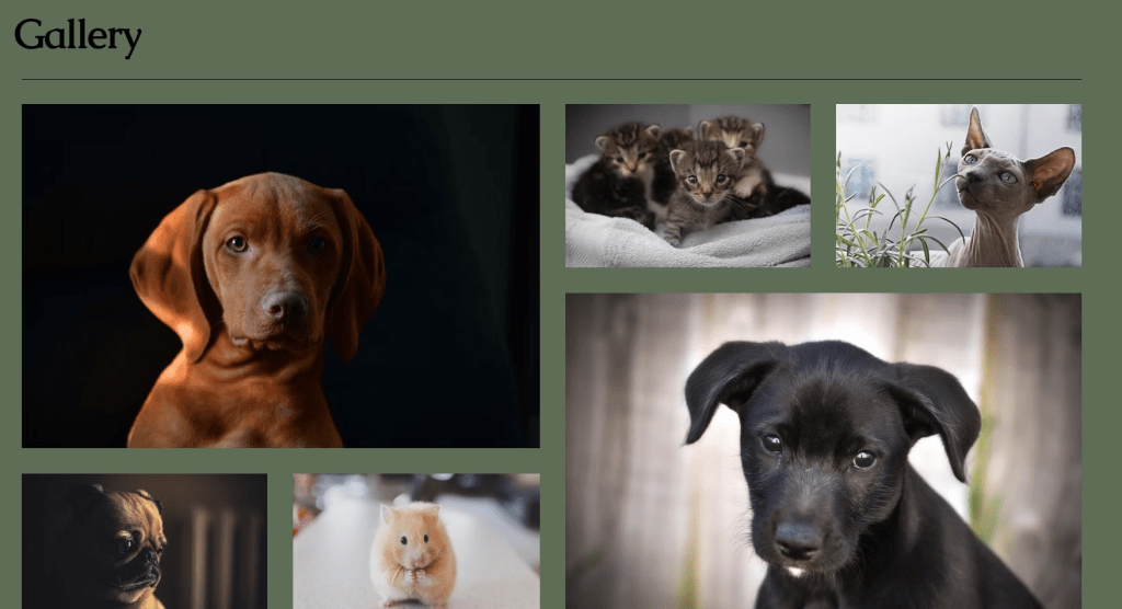 FREE Professional Portrait for dogs in need of urgent&nbsp;rehome