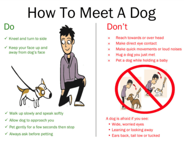 Essential Dog Bite Prevention Strategies for Pet&nbsp;Owners