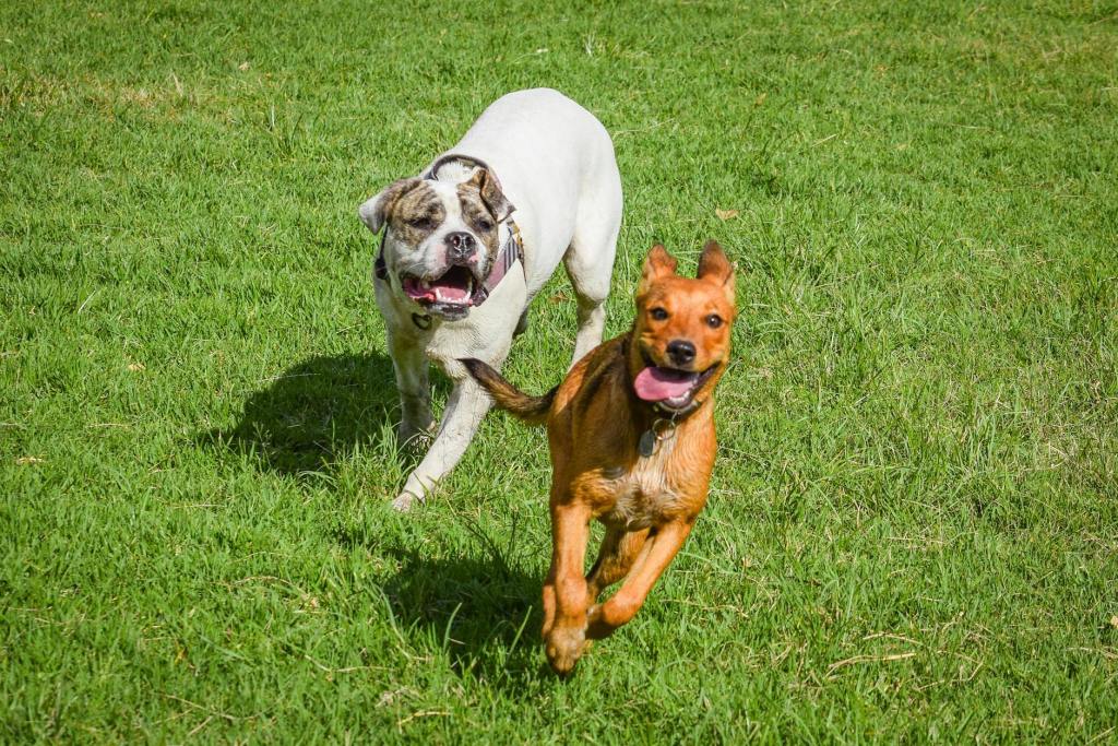 Understanding Dog Play: Myths and Body&nbsp;Language