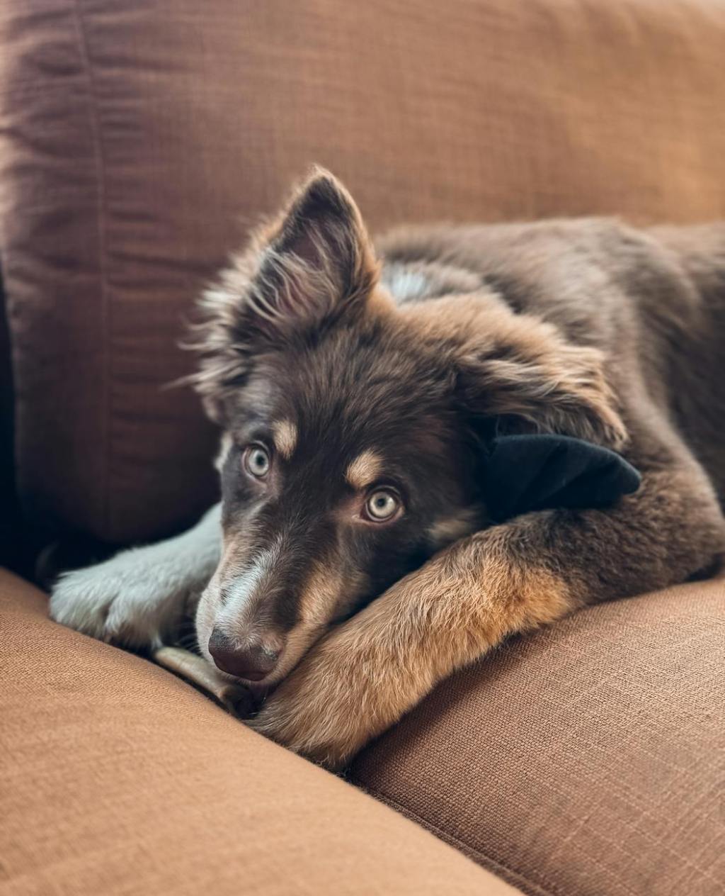 Amputation surgery in dogs – veterinarian&nbsp;resource