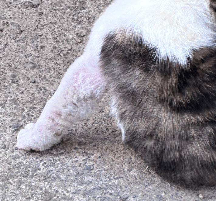 Treating 5 weeks old Oscar back to&nbsp;health