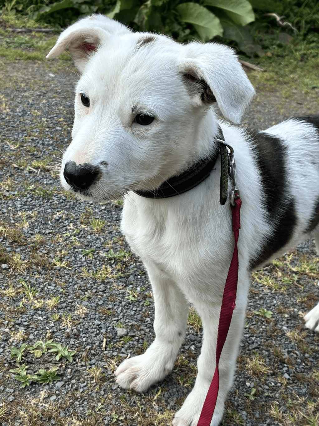 Abby found her forever&nbsp;home!