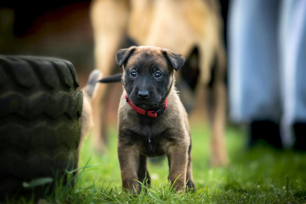 Puppy Training – Dunbar&nbsp;Academy