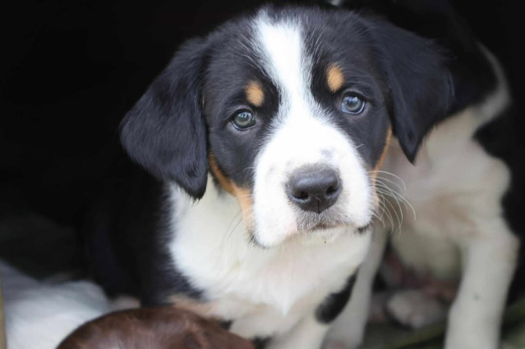8.5-Week-Old Springer Spaniel&nbsp;Puppies