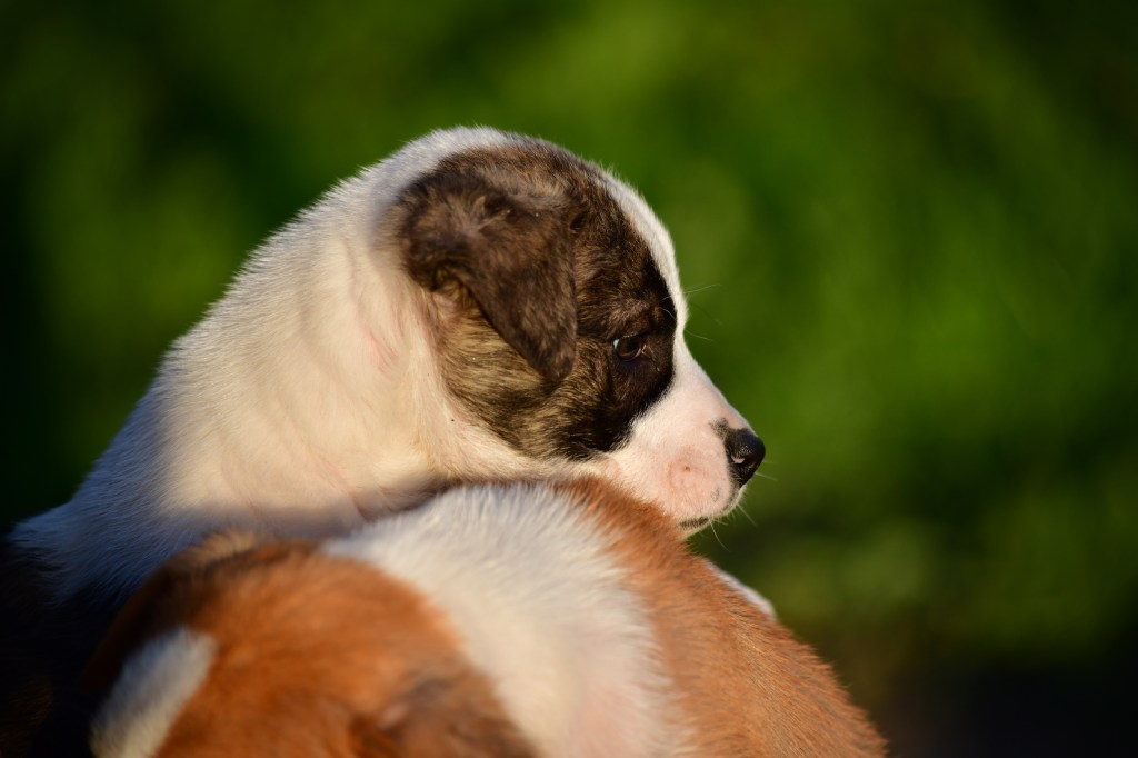 Oscar found his amazing forever&nbsp;home!!