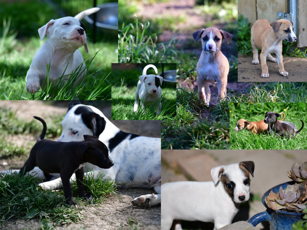 The Four Pound(s)&nbsp;Pups