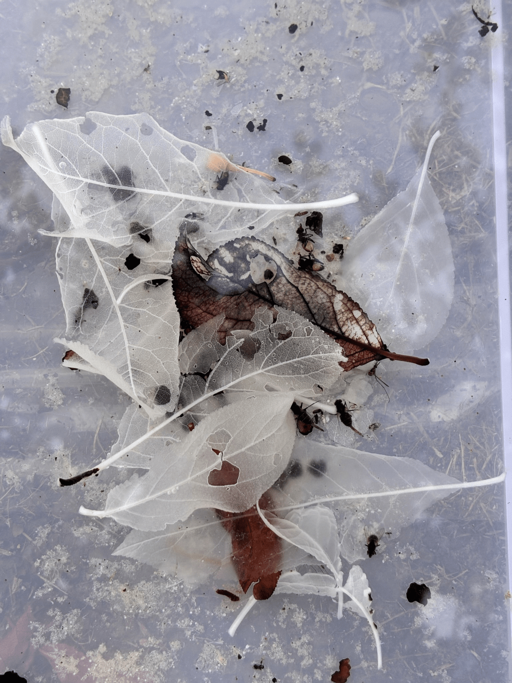 Outbreak Update – Day&nbsp;10