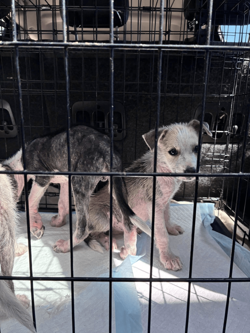 8 little heartbeats need help!