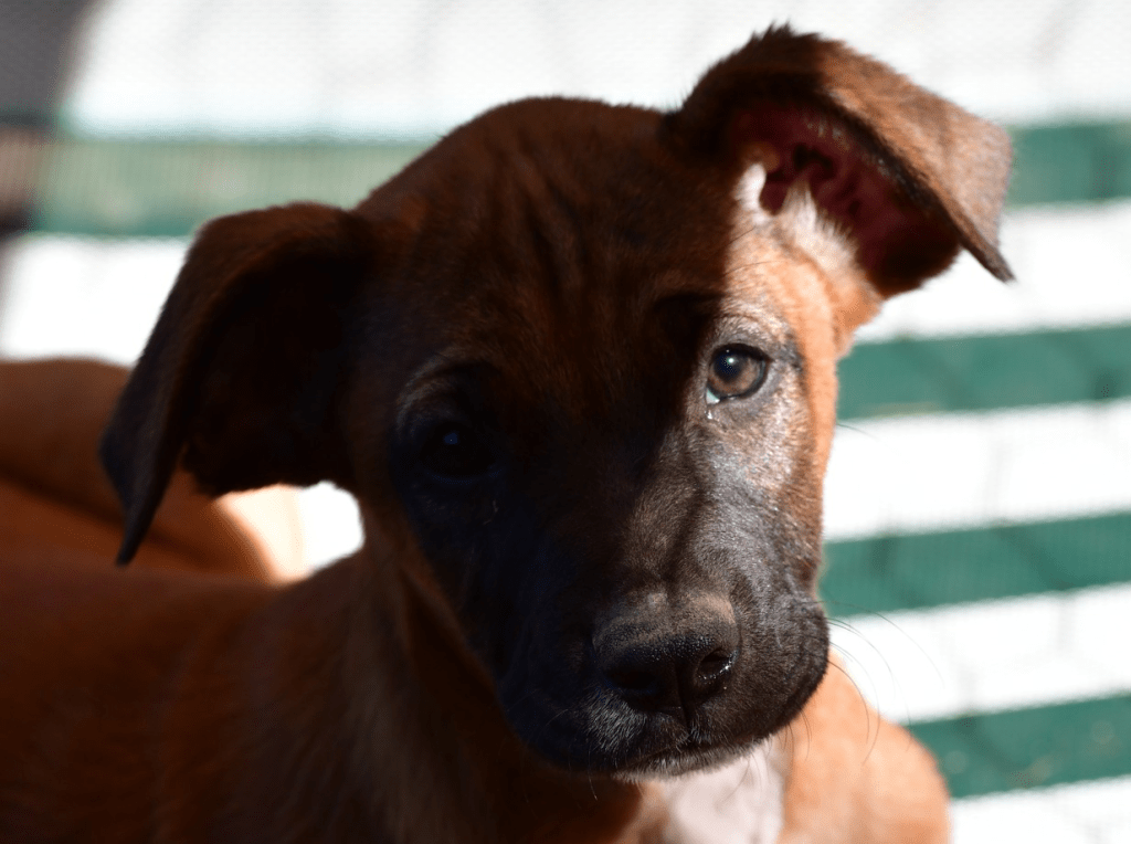 SPCA Concerns: “Too Reluctant To Euthanize”