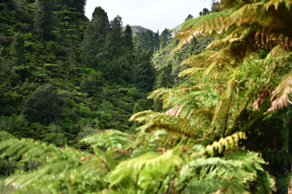 New Bay of Plenty&nbsp;paradise!