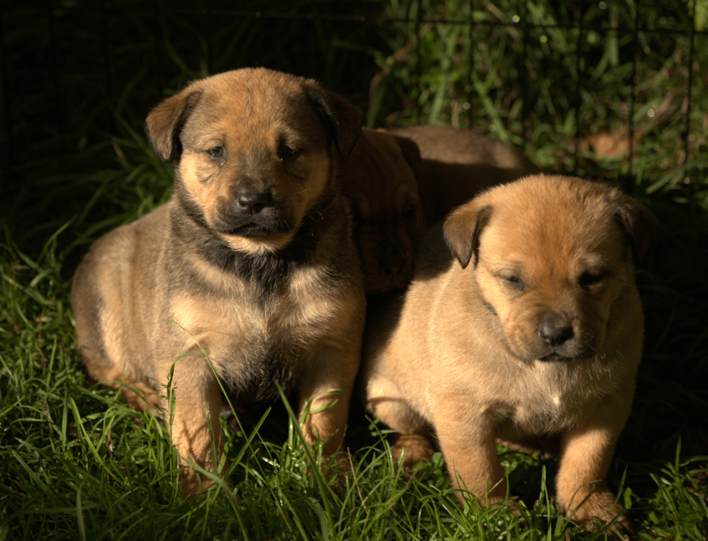Goldie, Bambi and&nbsp;Snuggles